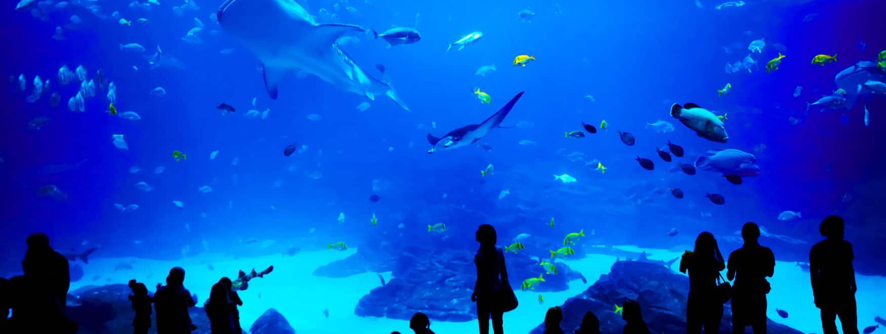 RÃ©sultat de recherche d'images pour "montpellier aquarium"